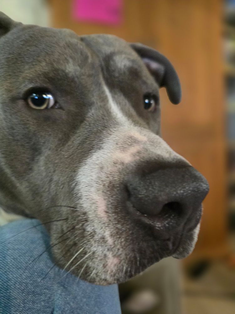 Face of grey American Bully with white on snout. Resting his head on someone's knee, wearing jeans. 