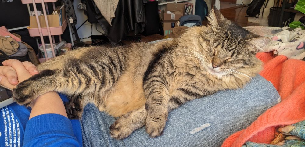 A very fluffy cat sleeps happily on a person's jeans clad leg. 