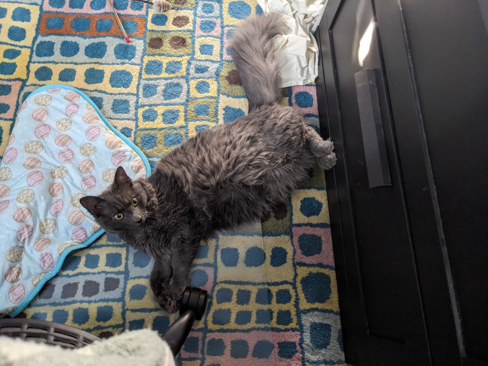 A fluffy gray cat lies down on a multicolor, patterned carpet and a cooling pad with a pastel egg design. The fluffy cat has his back paws pressed together and leans them against some black drawers. There is also an office chair in the bottom left corner. 