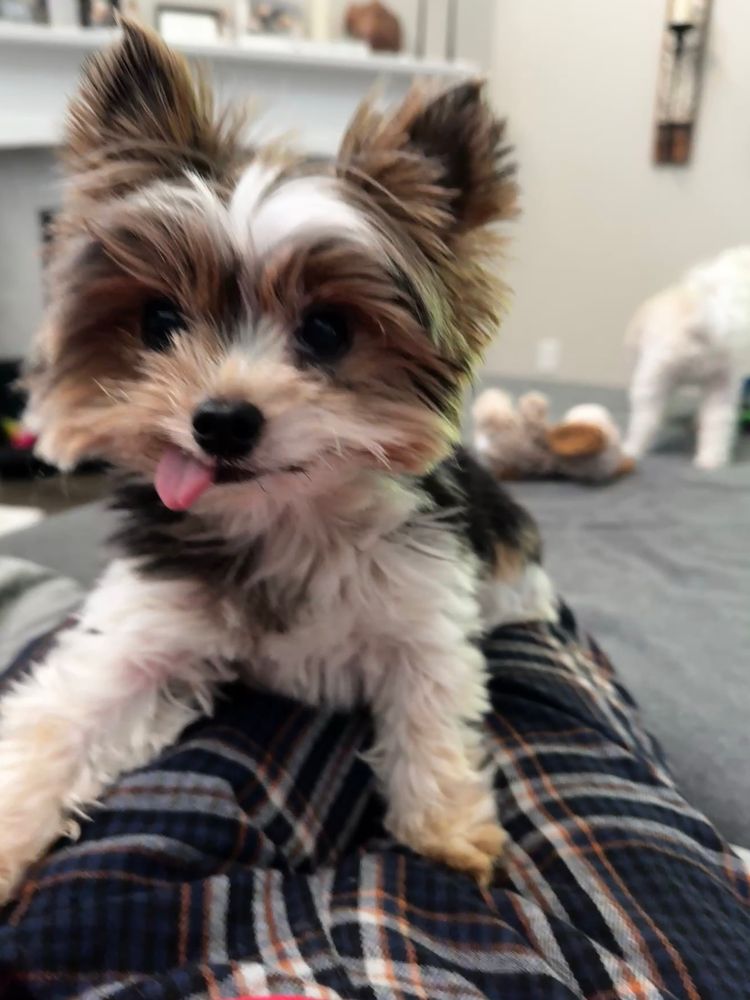 The cutest brown black and white yorkie anyone has ever seen