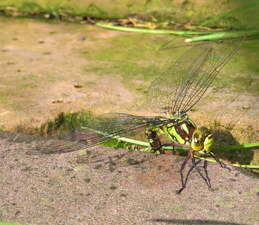Eine weibliche Blaugrüne Mosaikjungfer im Sonnenlicht bei der Eiablage zwischen zwei Steinen(am Rand eines Teichs). Schräg von seitlich vorne geknipst. 