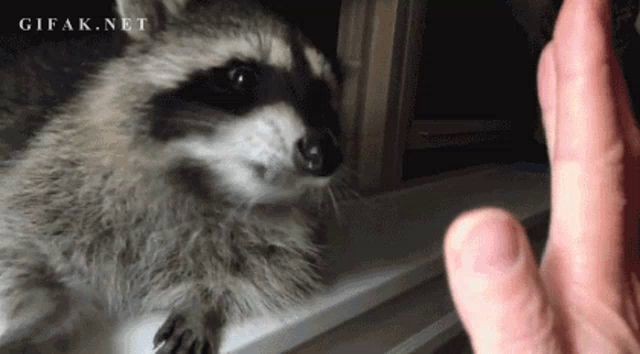 a raccoon is looking at a person 's finger and the website gifak.net is in the corner