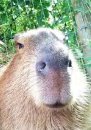 Hide your loved ones. I am after all.