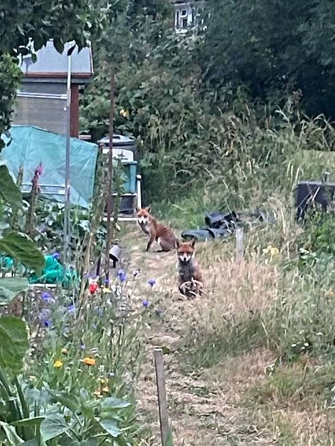  Zoom in cropped from second picture 
2 foxes watching me, watching them
They are healthy and relaxed, Foxy Loxy one is facing me and sitting the one behind is sitting facing left. There is a path and flowers they are in the centre of the image