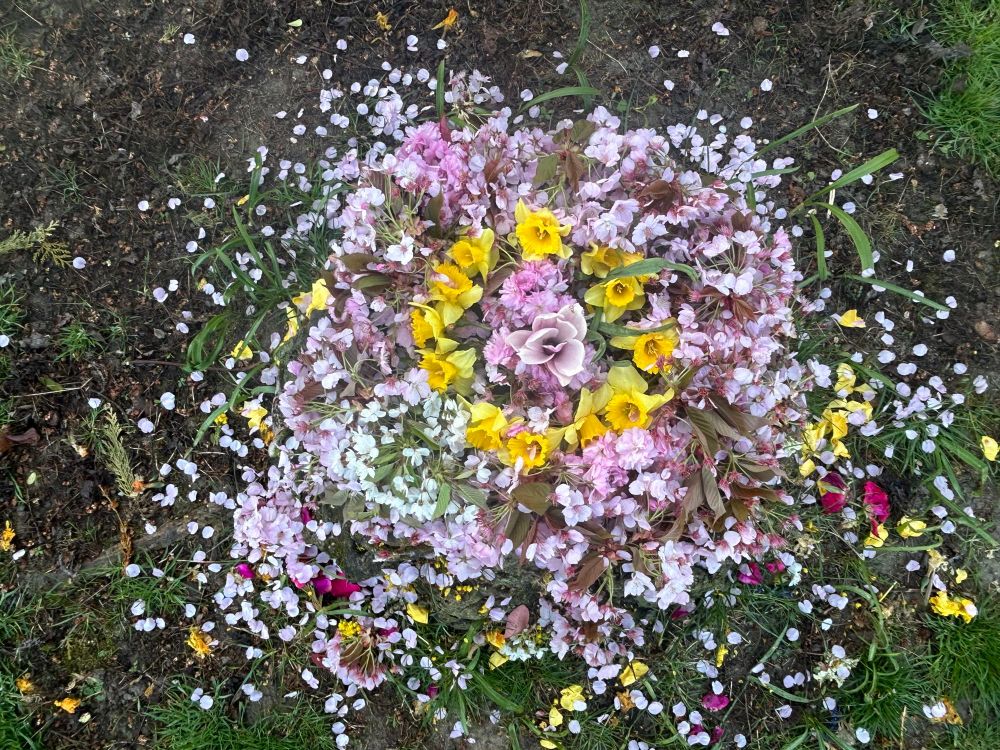 Spring blossom, flowers arranged on a circle, daffodils bright yellow with a pink magnolia flower in the middle, blossom is apple, hawthorn and cherry.