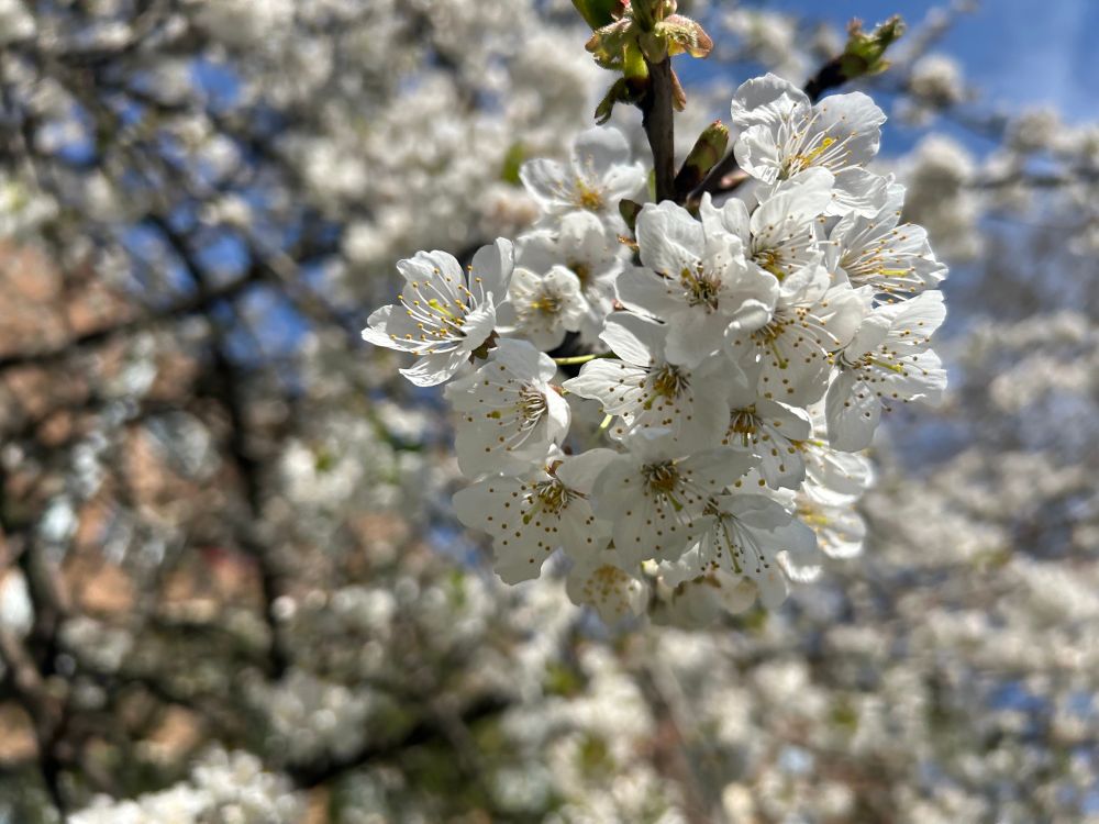 Beautiful white tree blossom close up with the branches and blue sky blurred in the background 