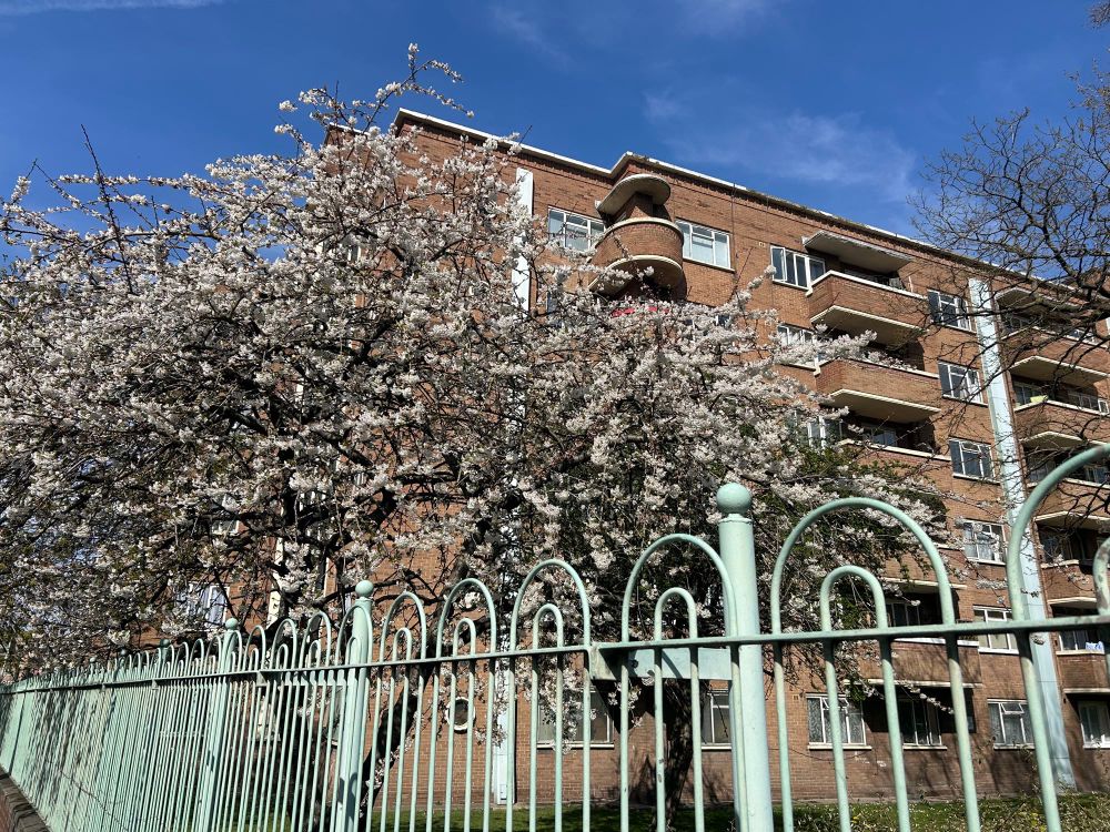 Plum tree in Blossom, a red brick building with balconies in the background nd a metal fence in the foreground with arches as a decoration 
East London 