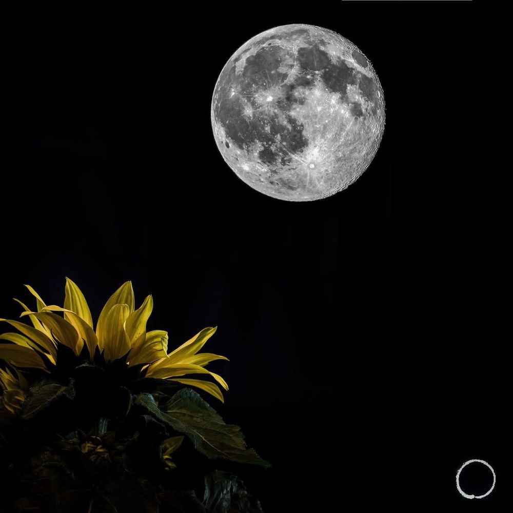 Full moon image and moonlit sunflower bottom right 