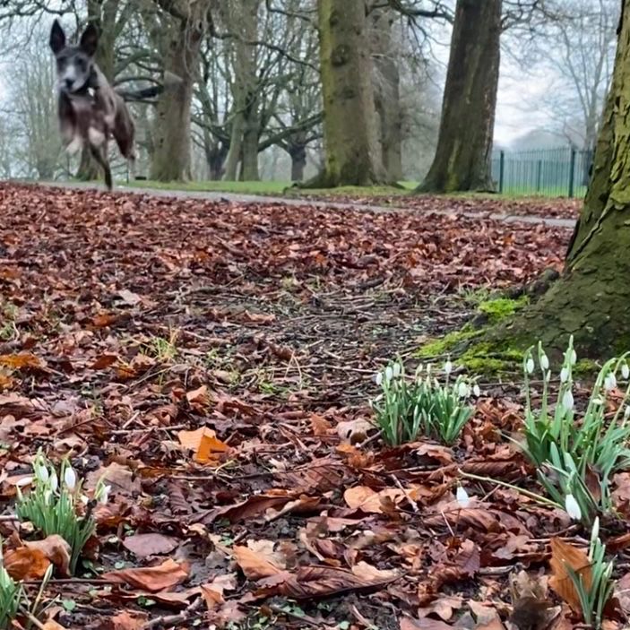 Dog springing in top left corner all feet off the ground, most of the image is brown wet leaves with a path and trees across the image. Bottom left clumps of snowdrops 