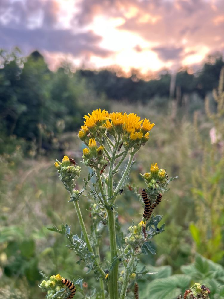 Photo from allotment on summer solstice,  cinnabar moth caterpillars munching on a ragwort plant, green leaves and background with bright yellow flowers I. The centre and yellow and black stripped beasties making a heart shape on the right stem, sunset in the background 