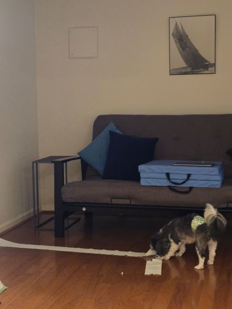 Dog who has un-rolled toilet paper and dragged it far away from the bathroom.