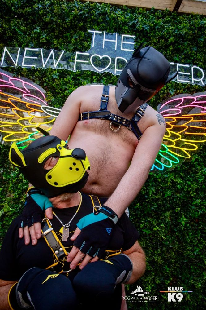 Pup Marbles on his knees looking up at pup Acey in front of the New Forester angel wings