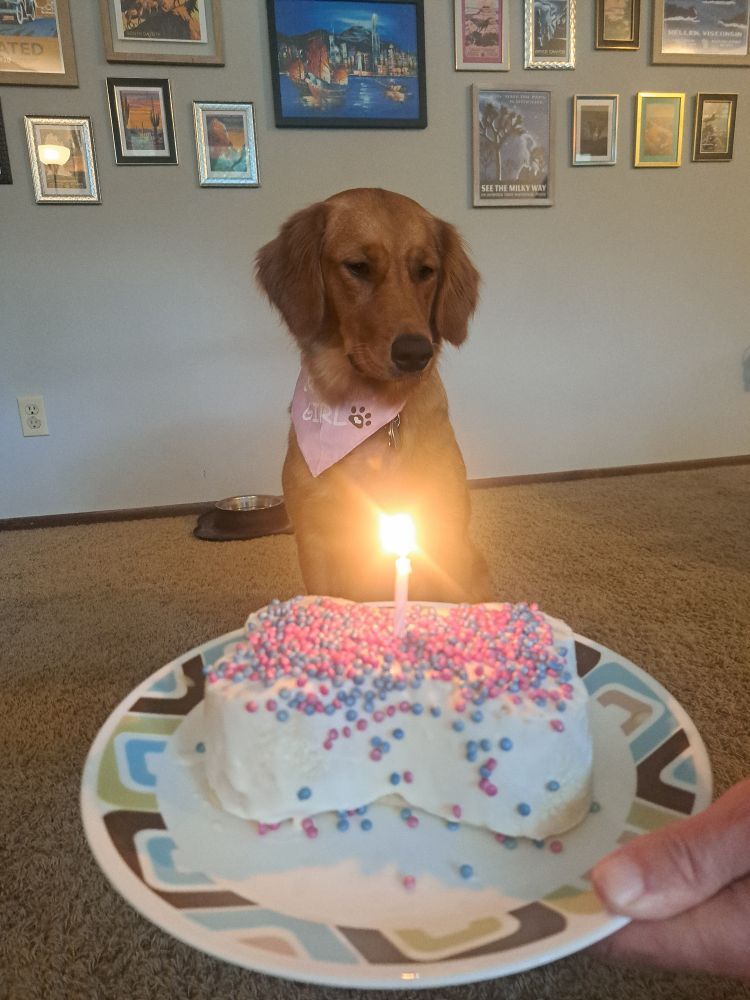 Small red golden retriever wearing a pink "birthday girl" bandana sitting behind a bone shaped birthday cake with one candle and pink and blue sprinkles. 