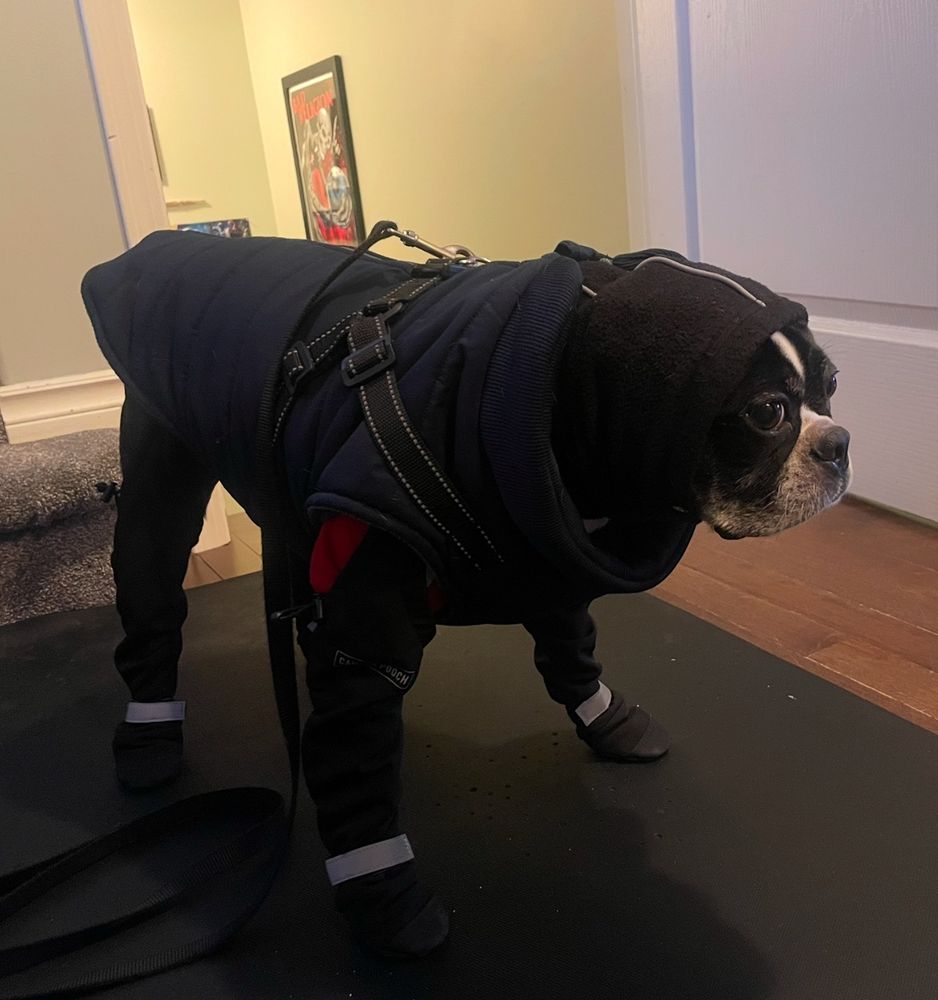 A Boston terrier dressed for extreme cold