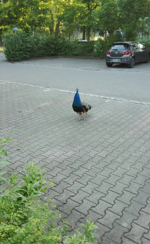 Pfau auf einem Parkplatz