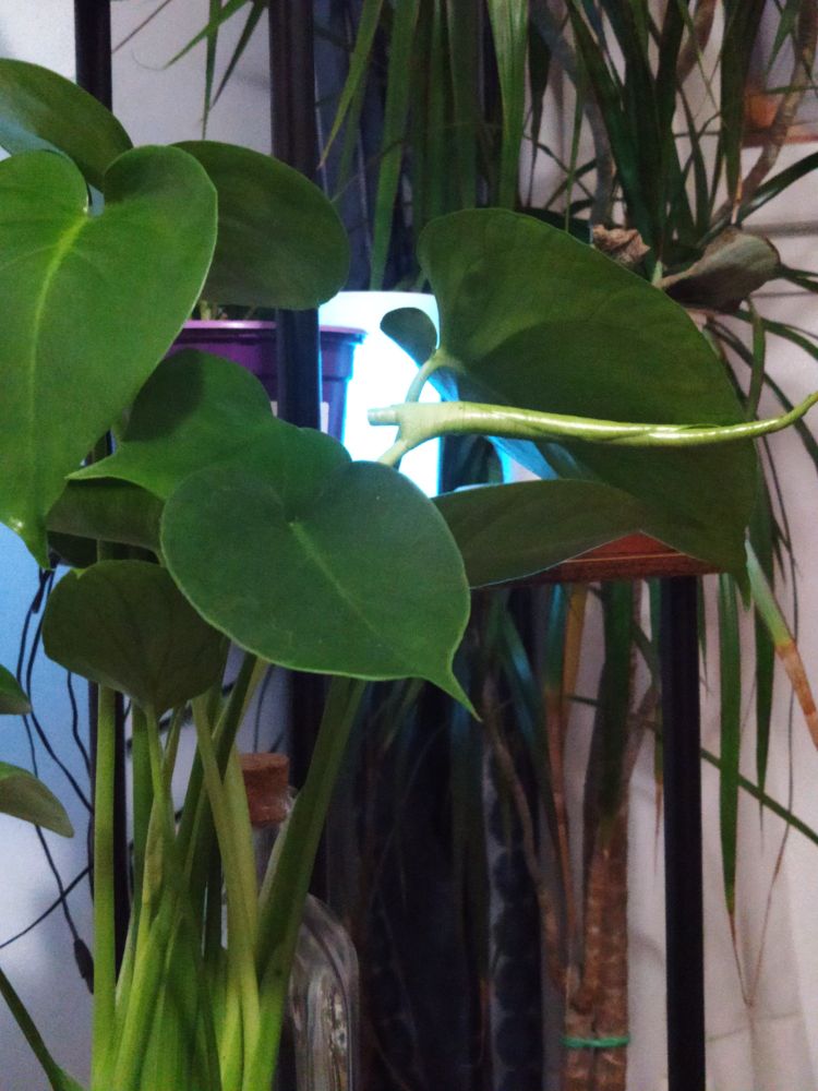 Luz celestona entre hojas verdes de diferentes plantas. 