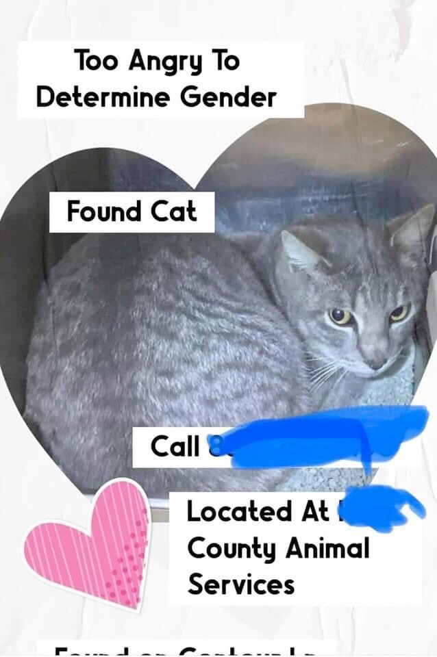 found cat poster says : Too Angry To Determine Gender