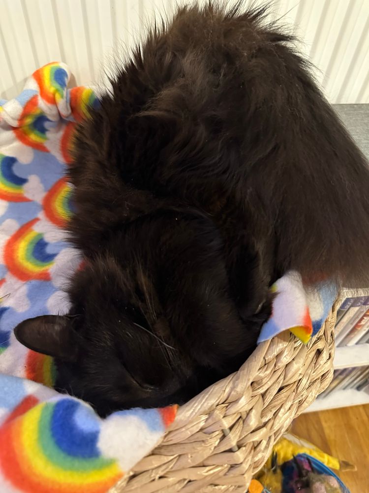 Molly is laying in the basket upside down, with her bottom and back feet waving in the air. 