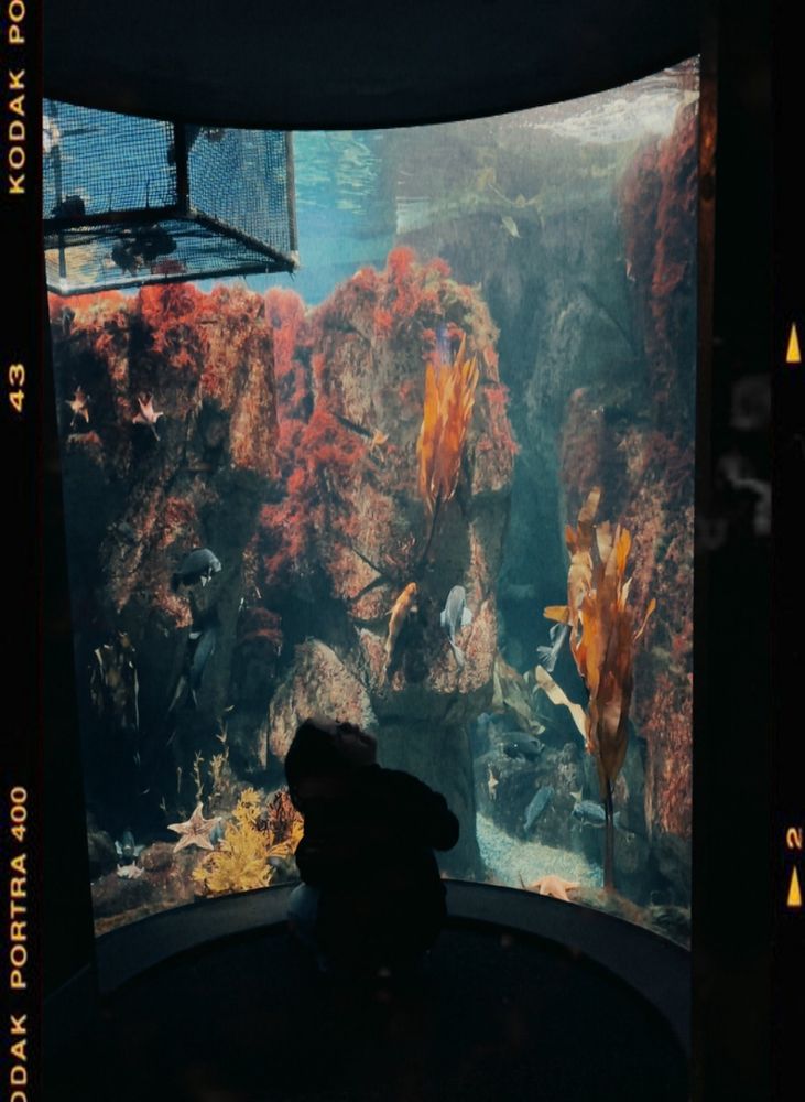 Picture of another aquarium display with my daughter silhouetted 