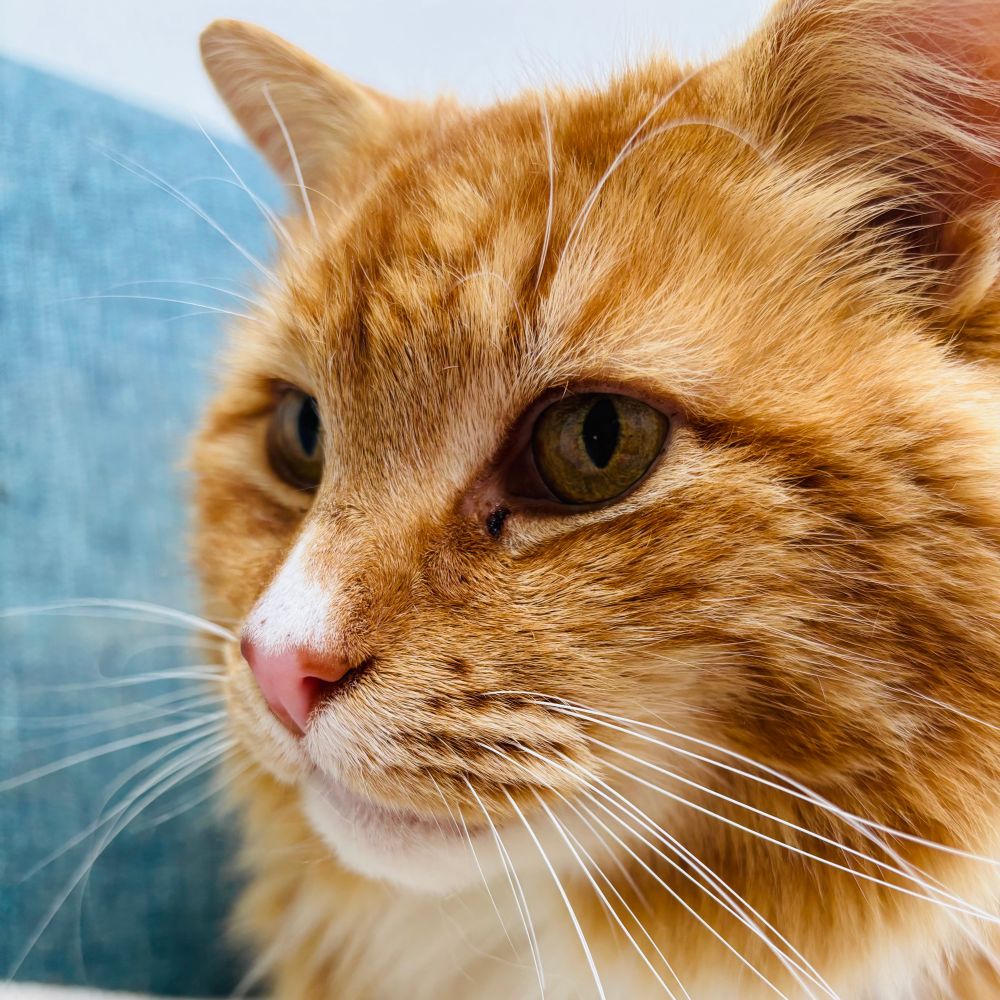 Close up on floofy orange cat’s head, showing off his resplendent white whiskers and cute pink nose