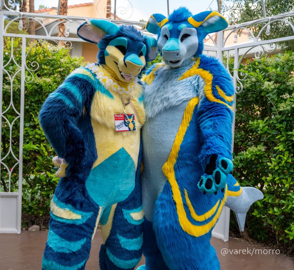 Outdoor setting, gazebo with tall hedges in the back. Photo of Dinghy and Tidaleus, a pair of manokit fursuiters (invented species that's a cross between shark and canine) in shades of blue and yellow