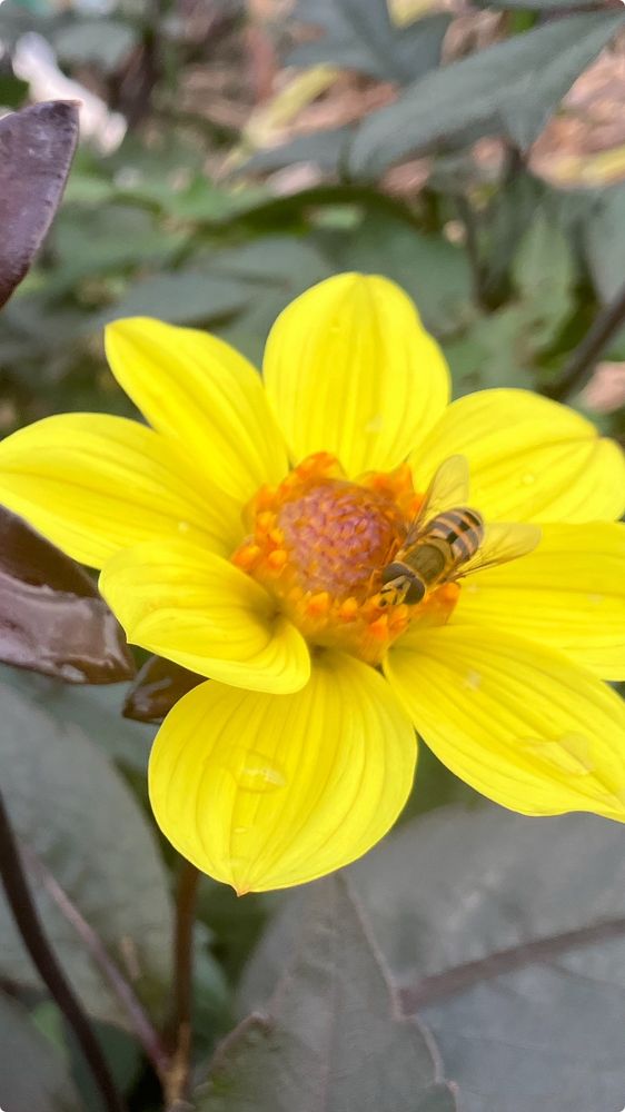 Bij 🐝 op een Bishop of York Dahlia