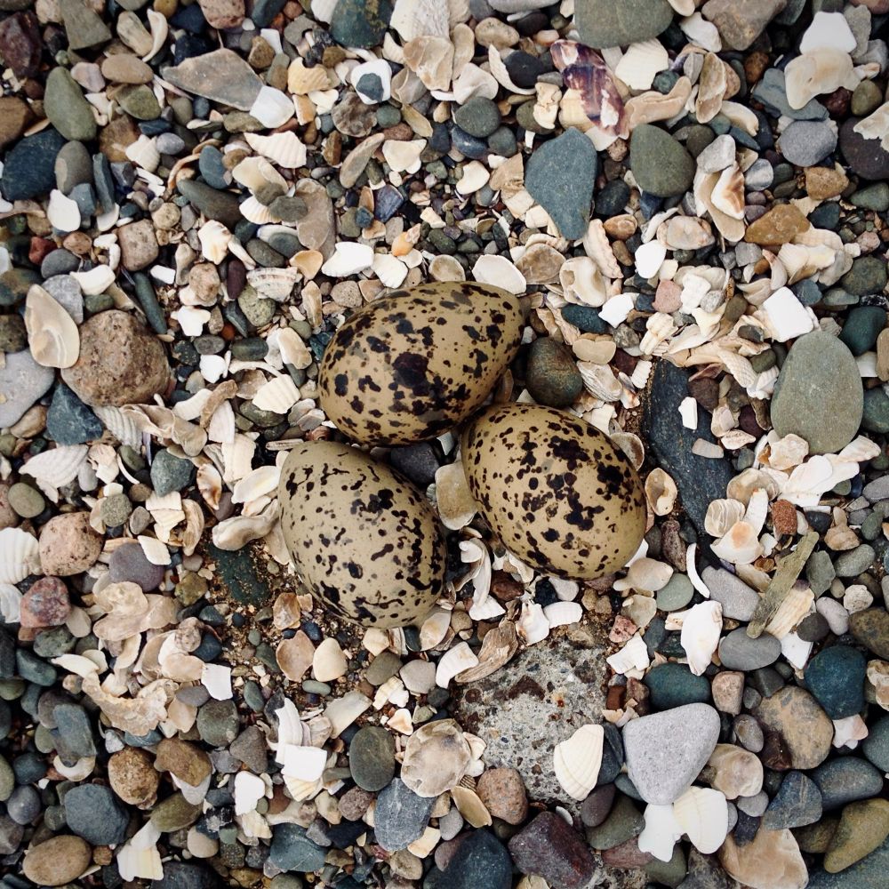 Speckled eggs of the Ringed Plover in nest made of shell fragments and shingle. 