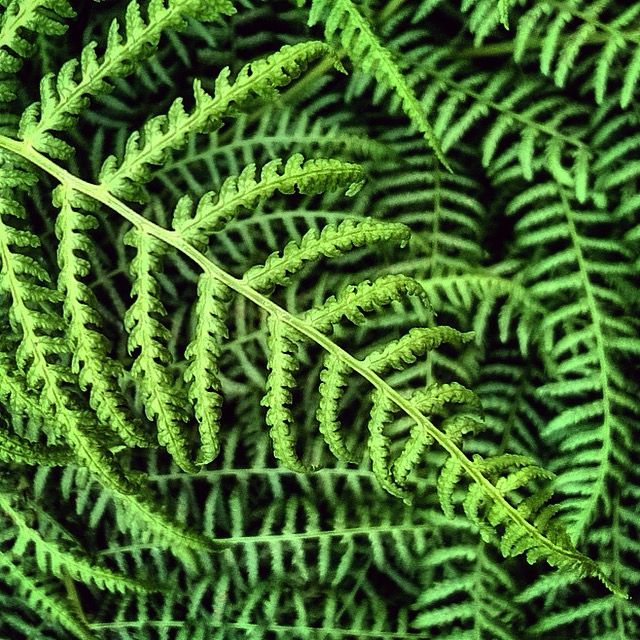 Close up of overlapping Bracken fronds. 