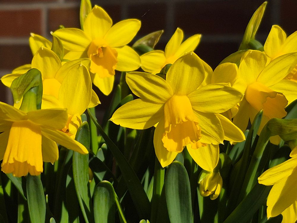 gelbe narzissenblüten