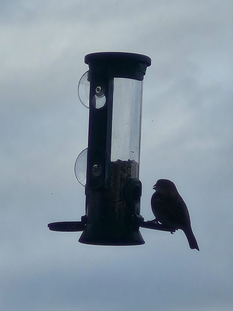 vogel an futterstelle am fenster