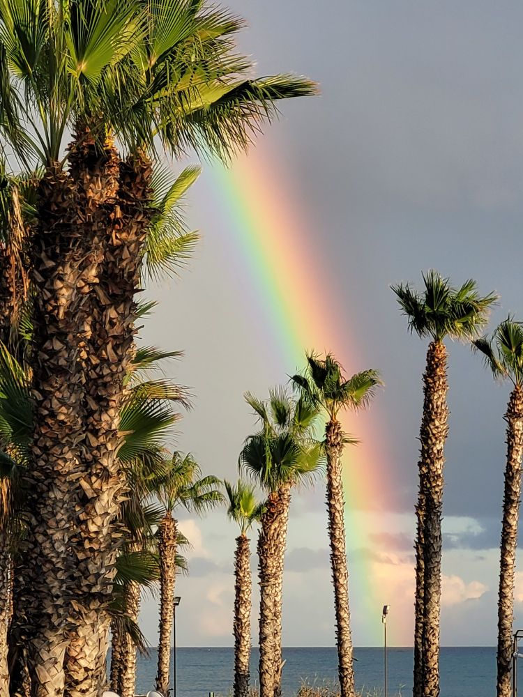 palmen und regenbogen