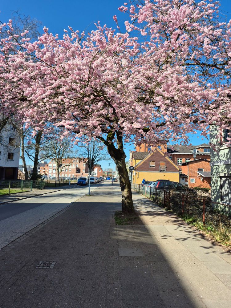 rosa blühender baum auf einem fußweg.
