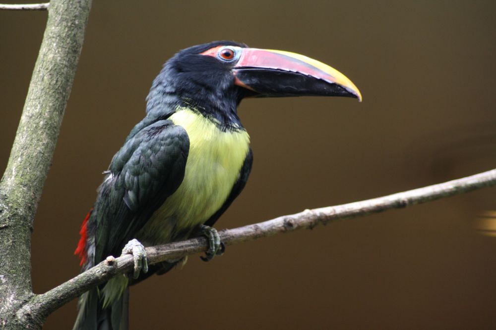 tukan