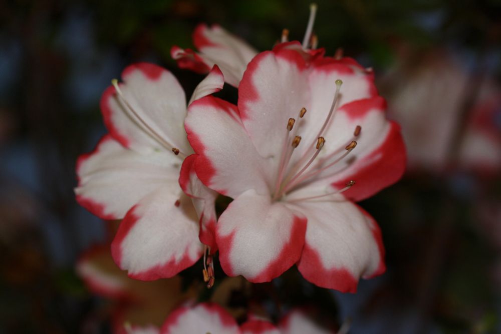 rot weiße blüten