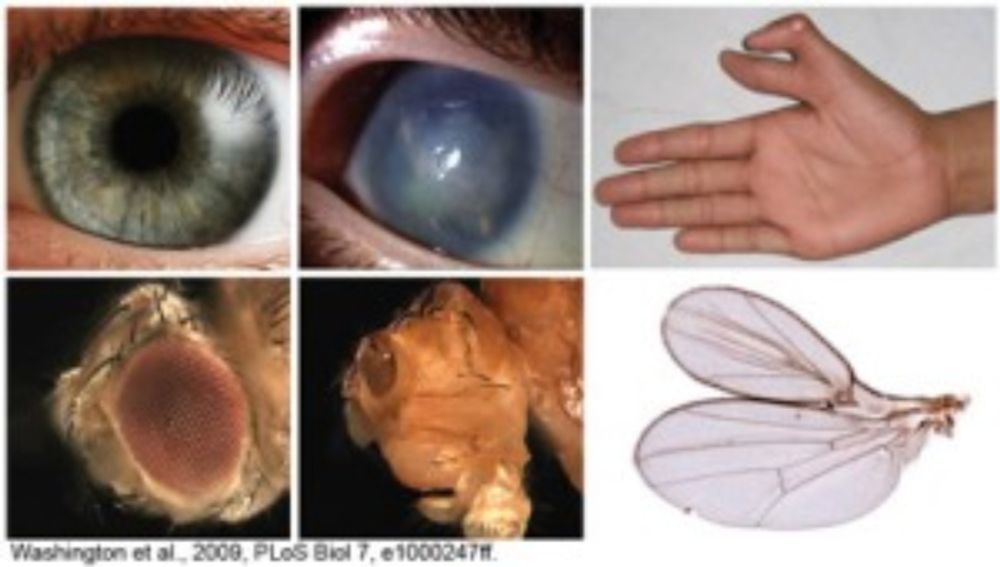 droso4public is a central resource store supporting science communication and advocacy for Drosophila