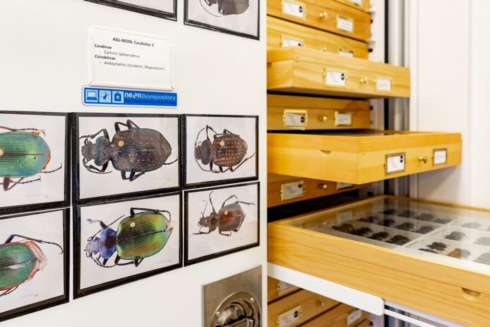 Photograph of an open cabinet with insect specimen drawers. One door is closed and has close up images of beetle specimens. There is a "NEON Biorepository" label on the door.
