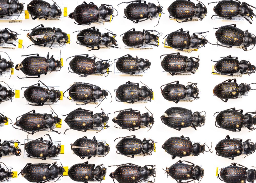 Dozens of pinned black beetle specimens neatly in rows and with labels attached to the pins below the beetles.