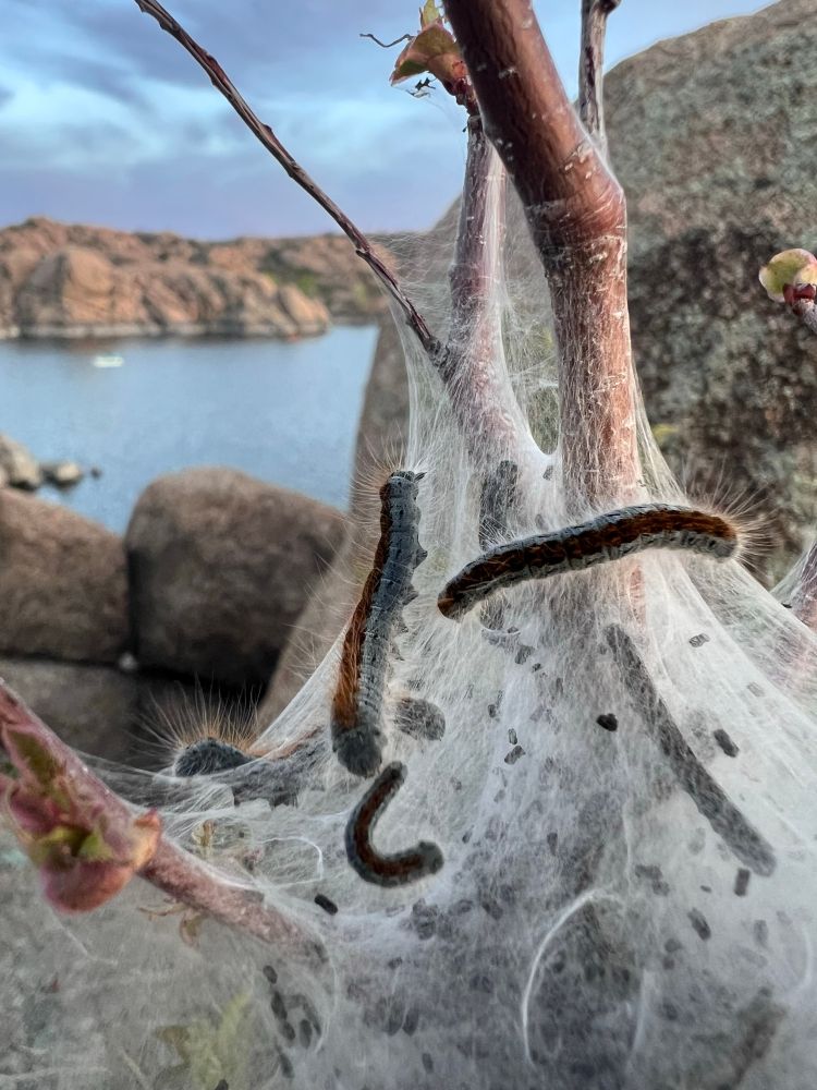Three fuzzy caterpillars - blue with a brown stripe down the back - rest on a their silky tent in the branches on a young tree. A lake with large rocky banks is in the background of the picture. 