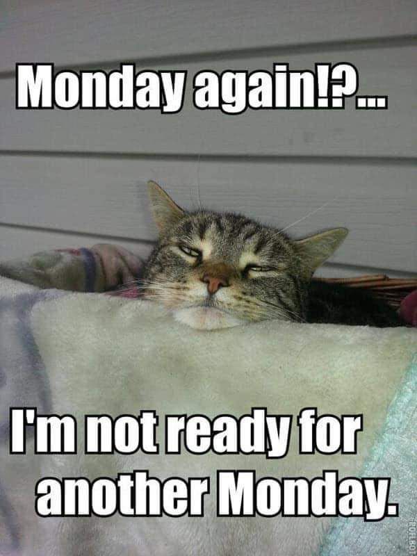 Sleepy cat with the caption, ‘Monday again!?.. I'm not ready for another Monday.’