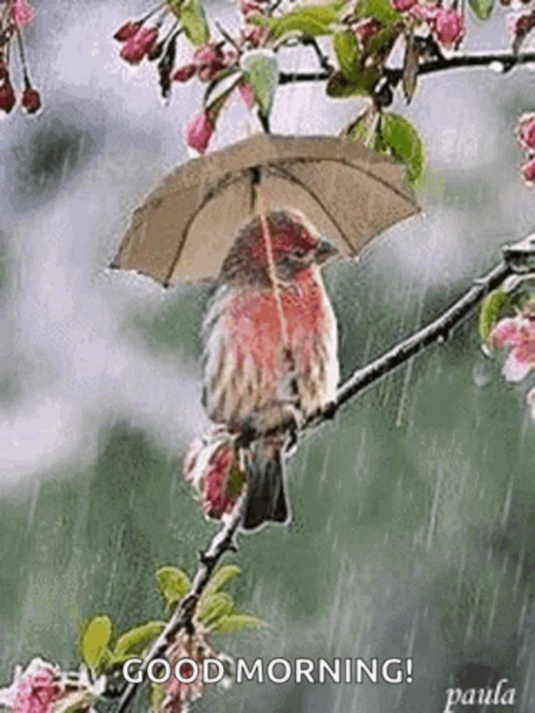 Raining Day GIF