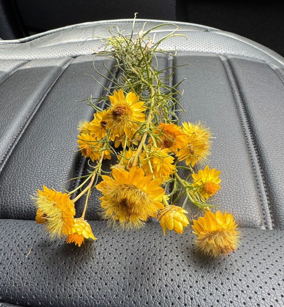 Native straw daisies 