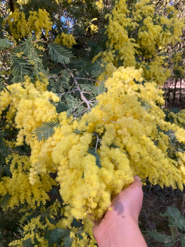 Bright yellow wattle 