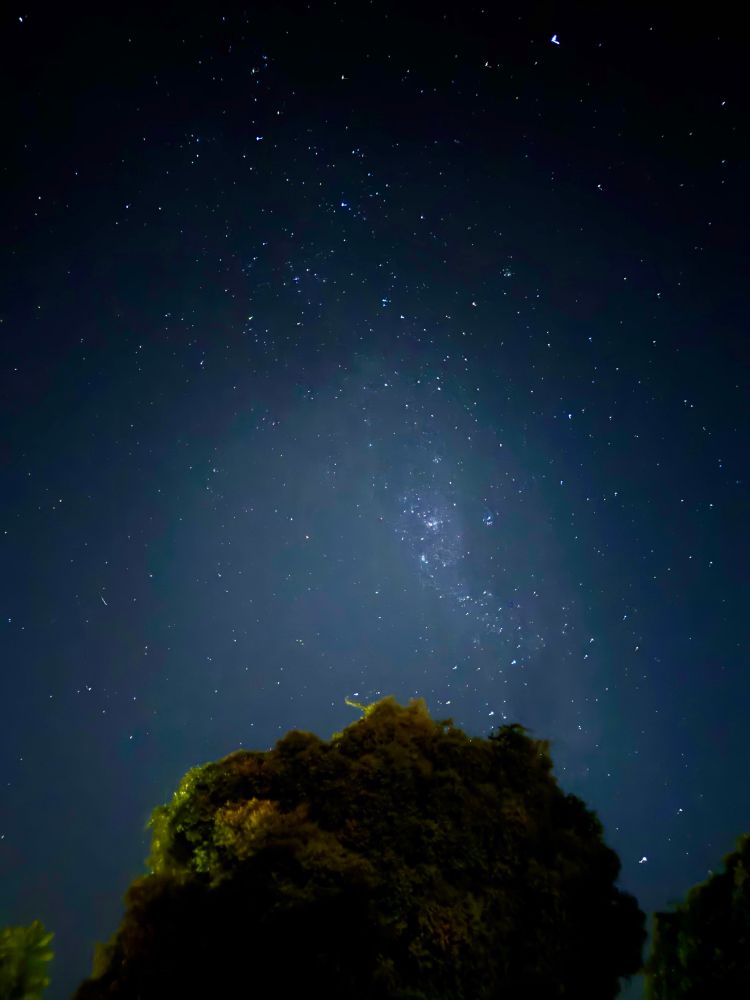 Stars above a suburban tree line 