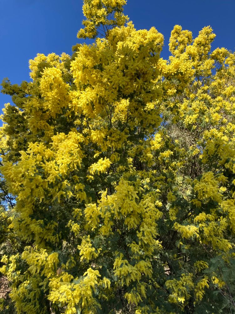 Wattle tree 