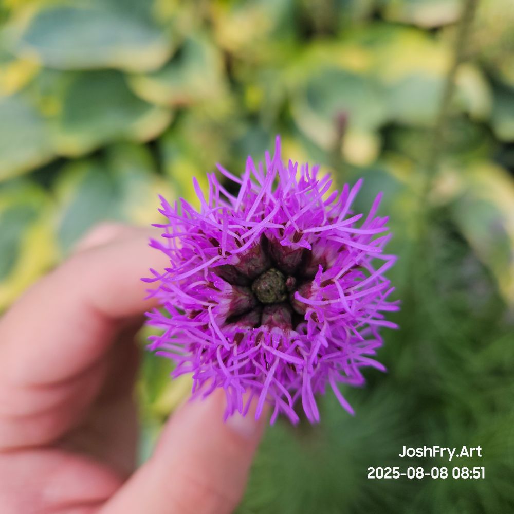 Top view of a blazing star (gayfeather). Pink frilly petals.