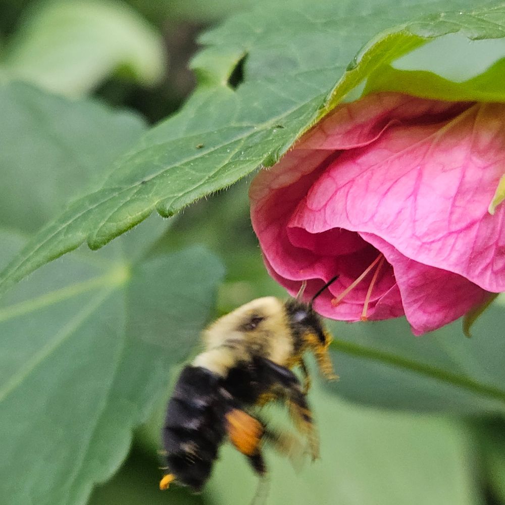 The bee leaving it