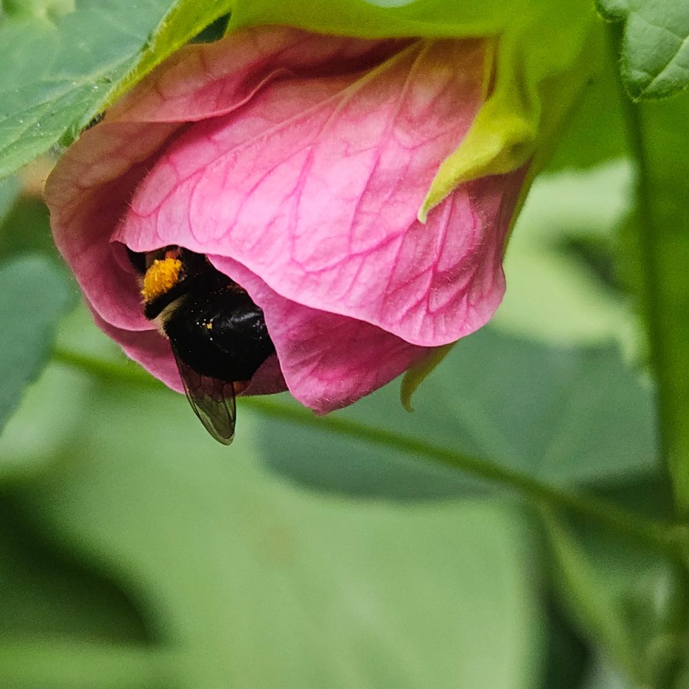 Bee butt hanging out of the parlour maple