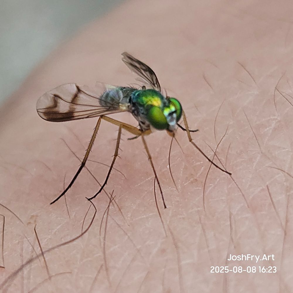 Closeup of the tiny green fly on my arm.