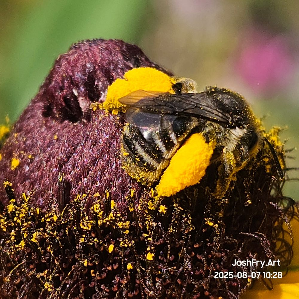 Back of bee and pollen covered legs.