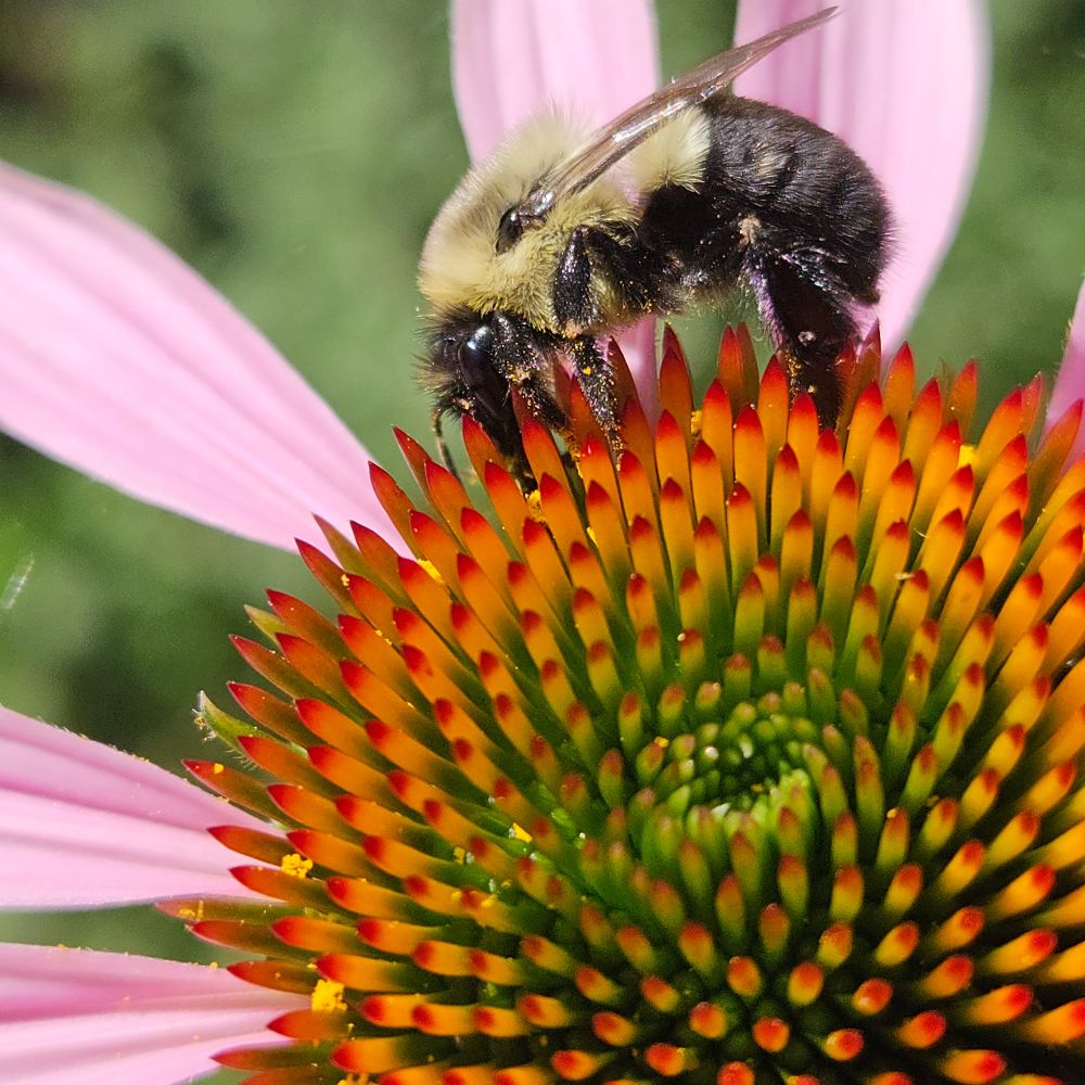 Different bee from before, sideview on echinacea. 